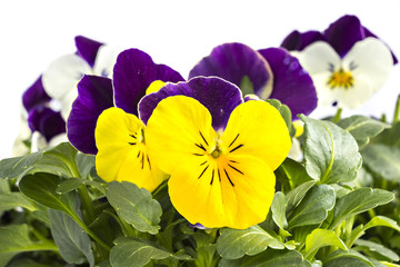 Yellow violet and white blue pansy seedlings isolated on white