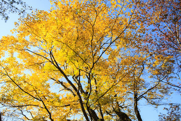 Maple tree background