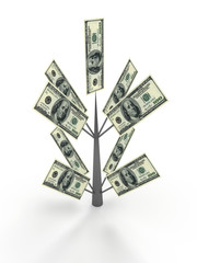 Money tree from dollar. Business concepts