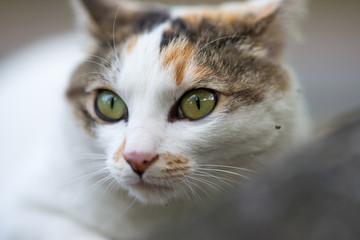Fototapeta premium アップののらねこ