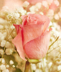 Flower background with pink rose in the front