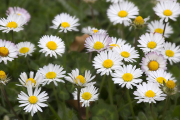 Group of white flowers in a praire
