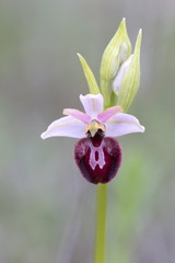 Wild orchid of south western Europe