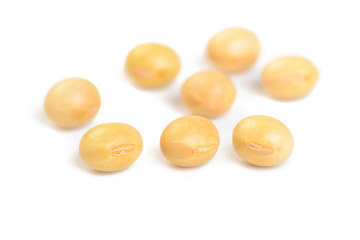 soybean