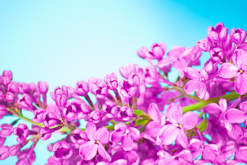 Fototapeta na wymiar Purple flowers close up,on blue background