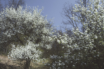 blooming trees in spring