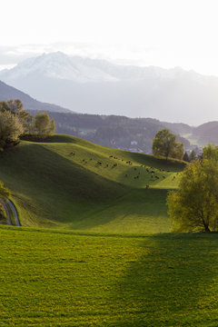 Landschaft mit Schafen / Igls - Tirol
