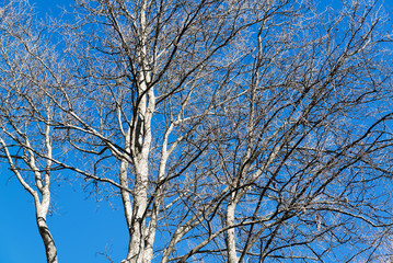 Trees and blue sky background in a winter sunny day