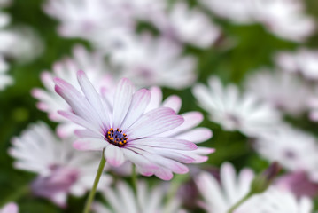 Purple and white daisy, selective focus