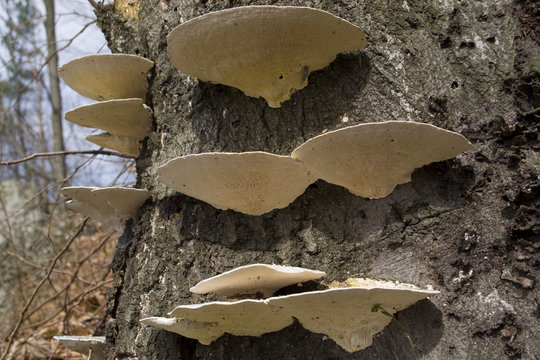Birch tree mushrooms growing on tree stump