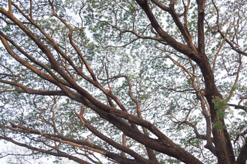 Branches of big tree against white sky in the background