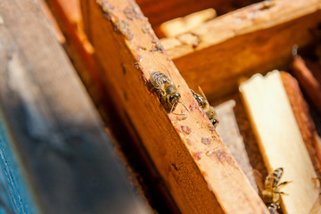 Busy bees, close up view of the working bees.