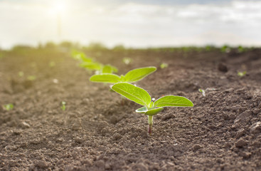 Sprouts on dry soil