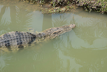 Large freshwater crocodile