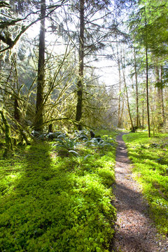 Path Through Forest and Light
