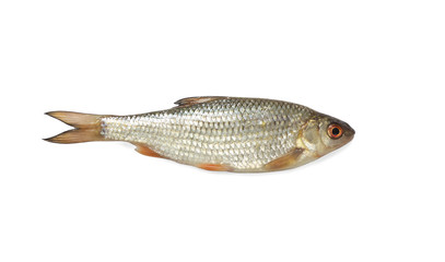 roach fish on a white background isolated