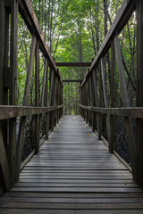Fototapeta na wymiar Wooden bridge in the mangrove forest