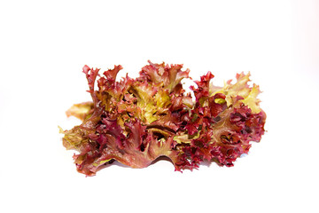 Lolo rosso or coral lettuce isolated on the white background.
