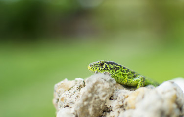Garden Lizard peering over rocks