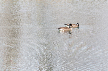 geese on the pond