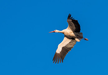 White stork flying overhead