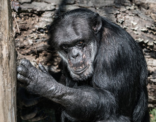 Chimpanzee caught in the act