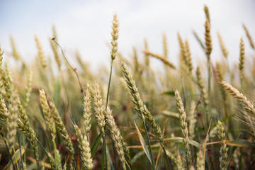Ears of mature wheat