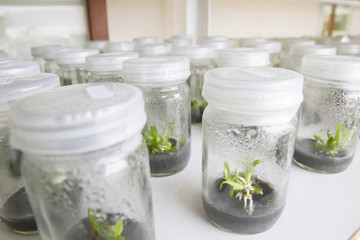 plant tissue culture orchid