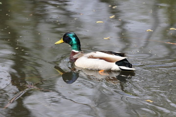 duck 