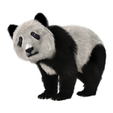 Fototapeta Panda Bear Cub