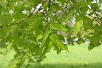 Obraz premium fresh leaves in spring