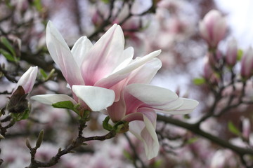 Fototapeta premium magnolia 