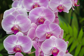 Pink orchid flower with green background.