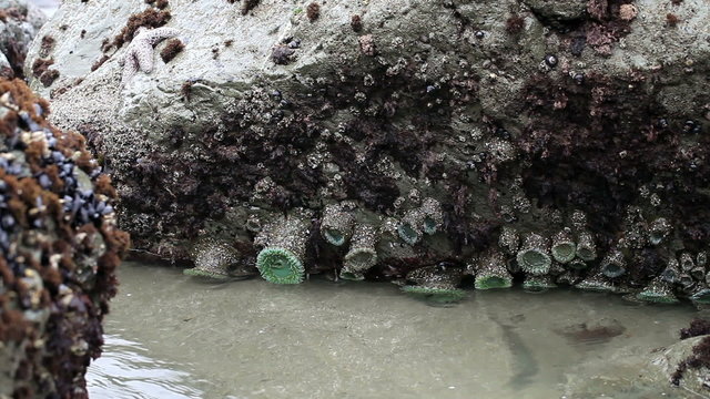 Rocks With Sea Waves Surging Pacifica California 2