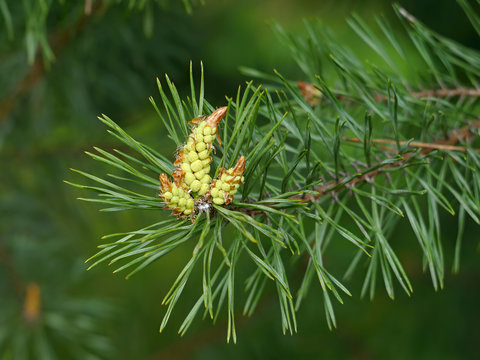 Pine cones bloom
