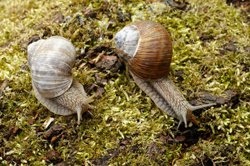 Snail on moss