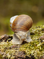 Snail on moss