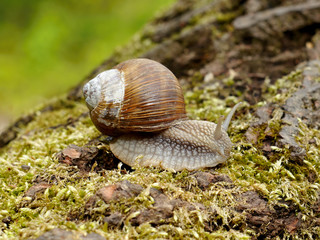 Snail on moss