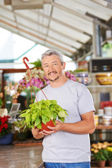 Florist im Blumenladen mit Philodendron
