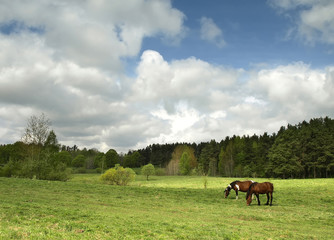 Naklejka na ściany i meble Horses on pasture