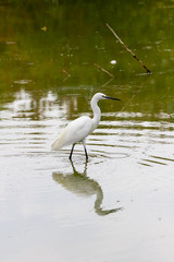 Egret