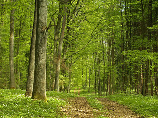 Road in a forest