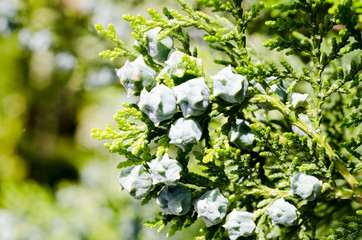 Green cypress tree with fresh cones - 82598406