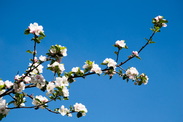 kirschblüten