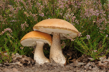 Leccinum versipelle (known as Orange Birch Bolete)