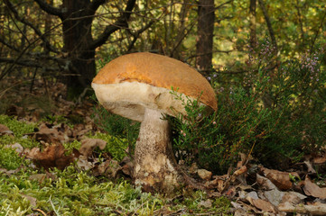 Leccinum versipelle (known as Orange Birch Bolete)