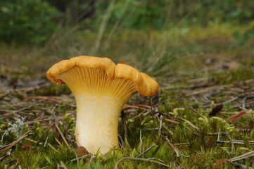 Cantharellus cibarius (golden chanterelle or girolle)