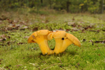 Cantharellus cibarius (golden chanterelle or girolle)