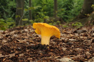 Cantharellus cibarius (golden chanterelle or girolle) © tomasztc