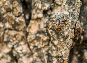 spider